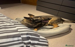German Shepherd dogs for sale: Rocky - German Shepherd - Image 3