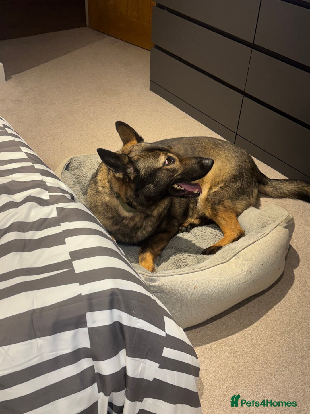 German Shepherd dogs for sale: Rocky - German Shepherd - Image 3