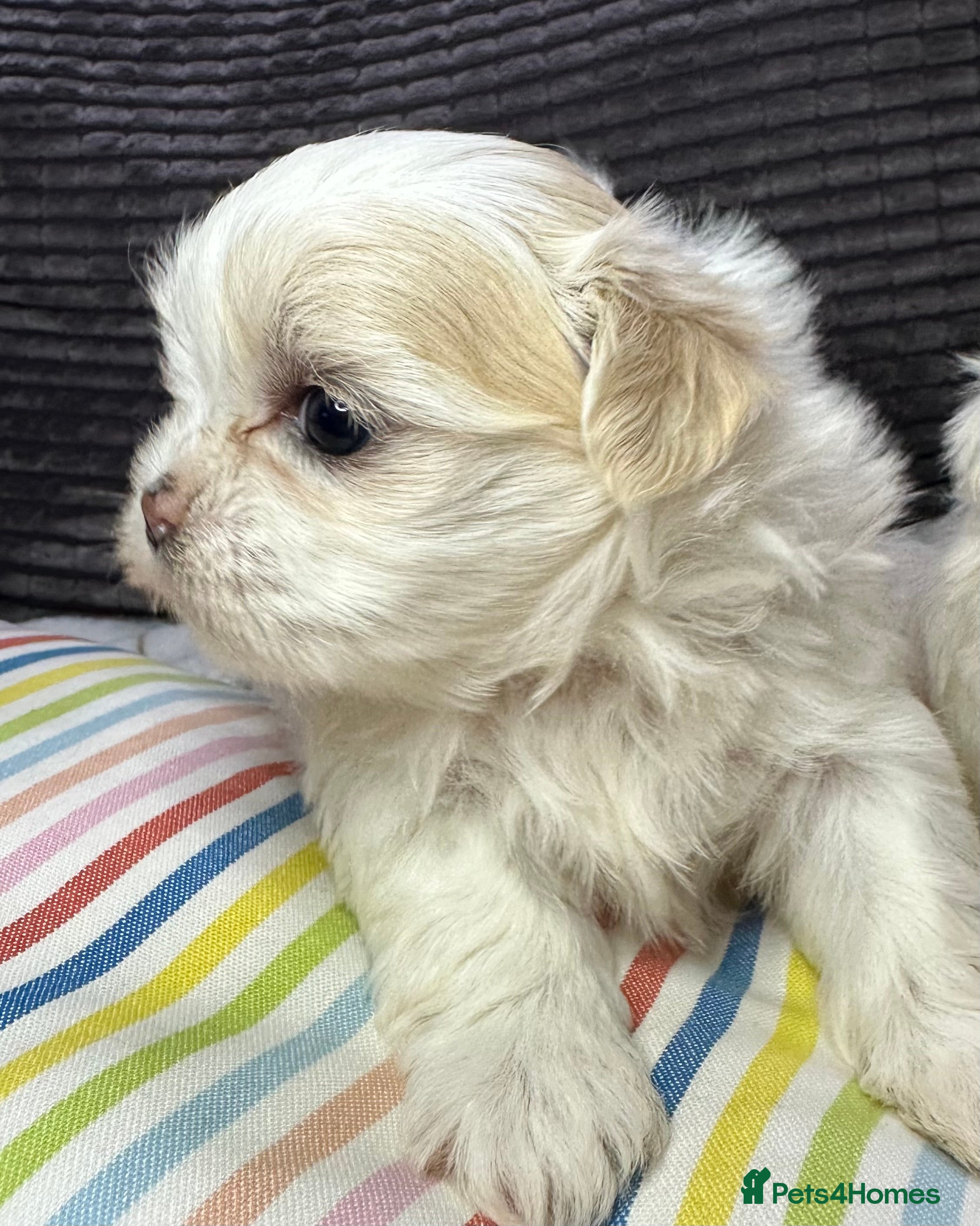 Shih Tzu dogs Imperial shihtzu puppies  - Advert 5