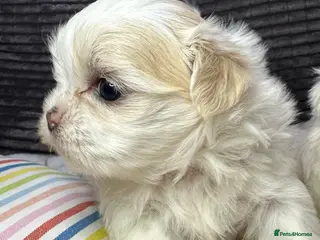 Shih Tzu dogs Imperial shihtzu puppies - Advert 5