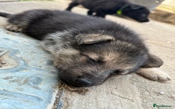 German Shepherd dogs for sale: German shepherd puppies  - Image 8