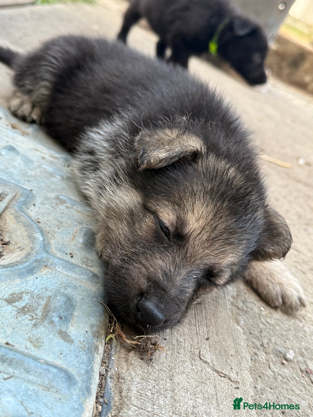 German Shepherd dogs for sale: German shepherd puppies  - Image 8