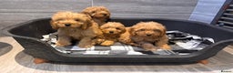 Cockapoo dogs for sale: Beautiful gold Cockapoo puppies - Advert 13