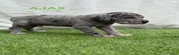 Great Dane dogs for sale: Chunky Great Dane puppies  - Advert 19