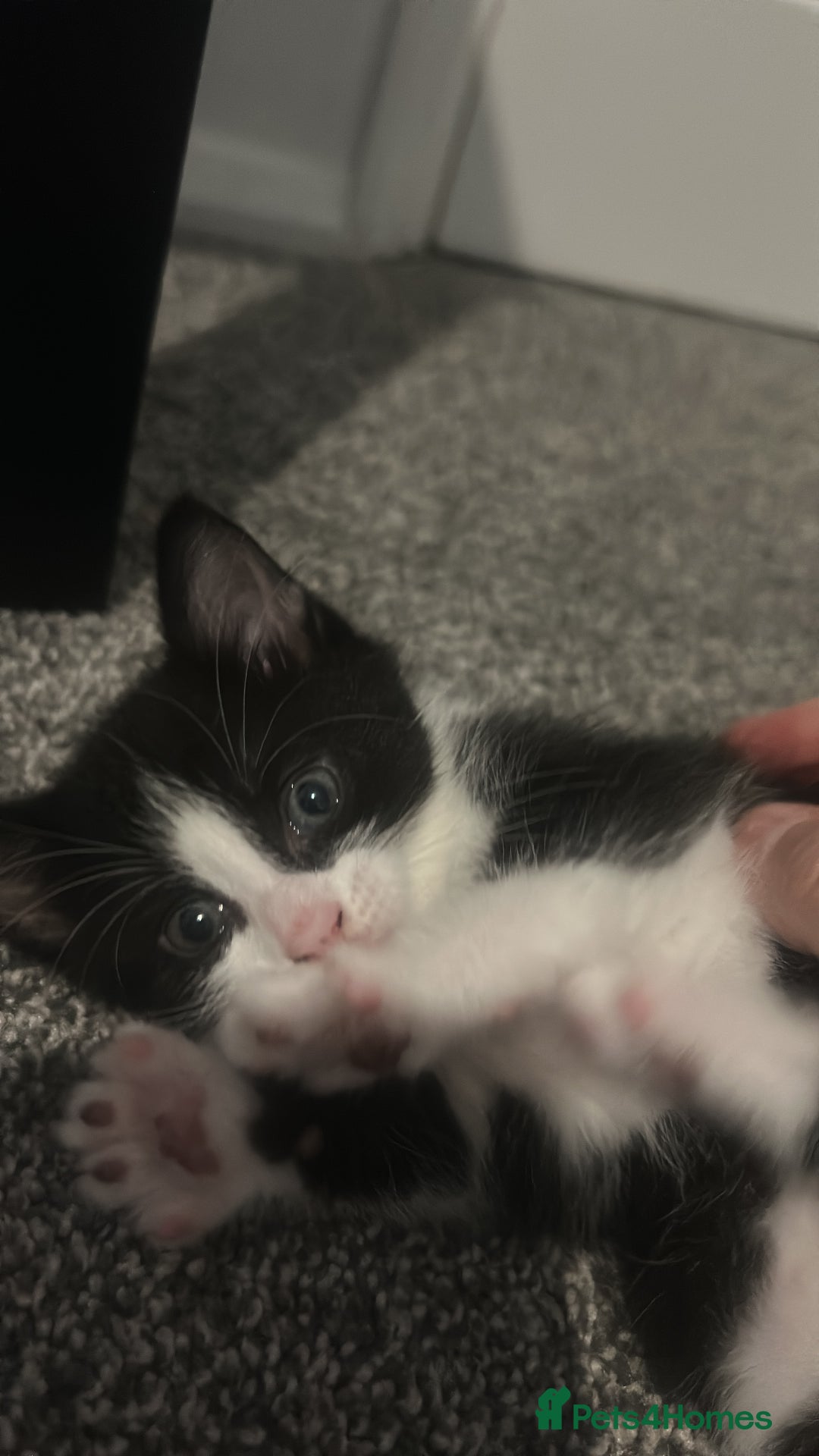 British Longhair cats for sale: Sweet natured,beautiful kitten&seresto fleaCollar  - Image 1