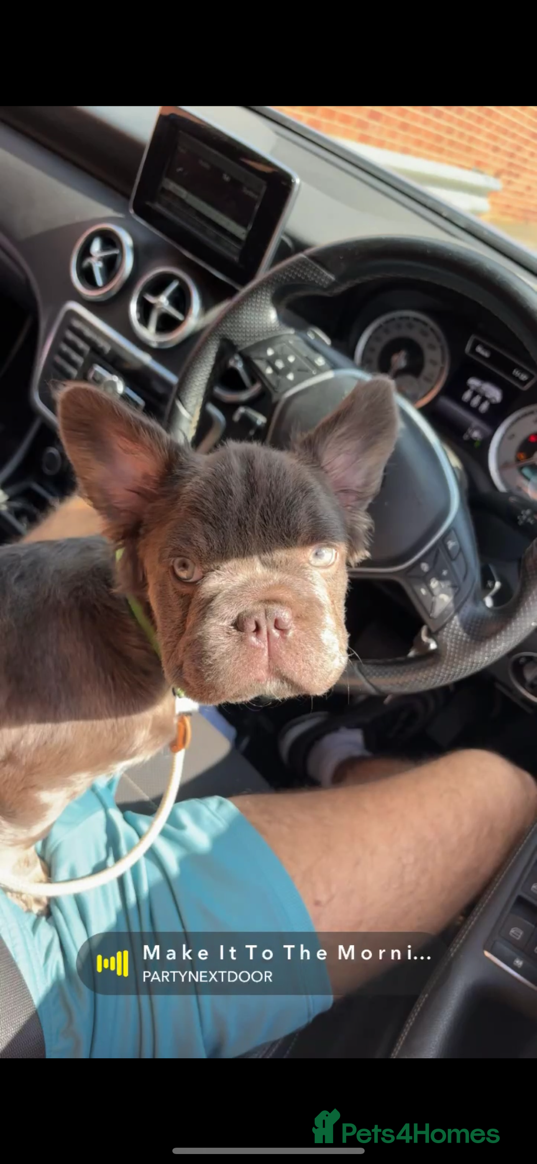 French Bulldog dogs for sale: Fluffy ** 5 month old  puppy  - Image 3