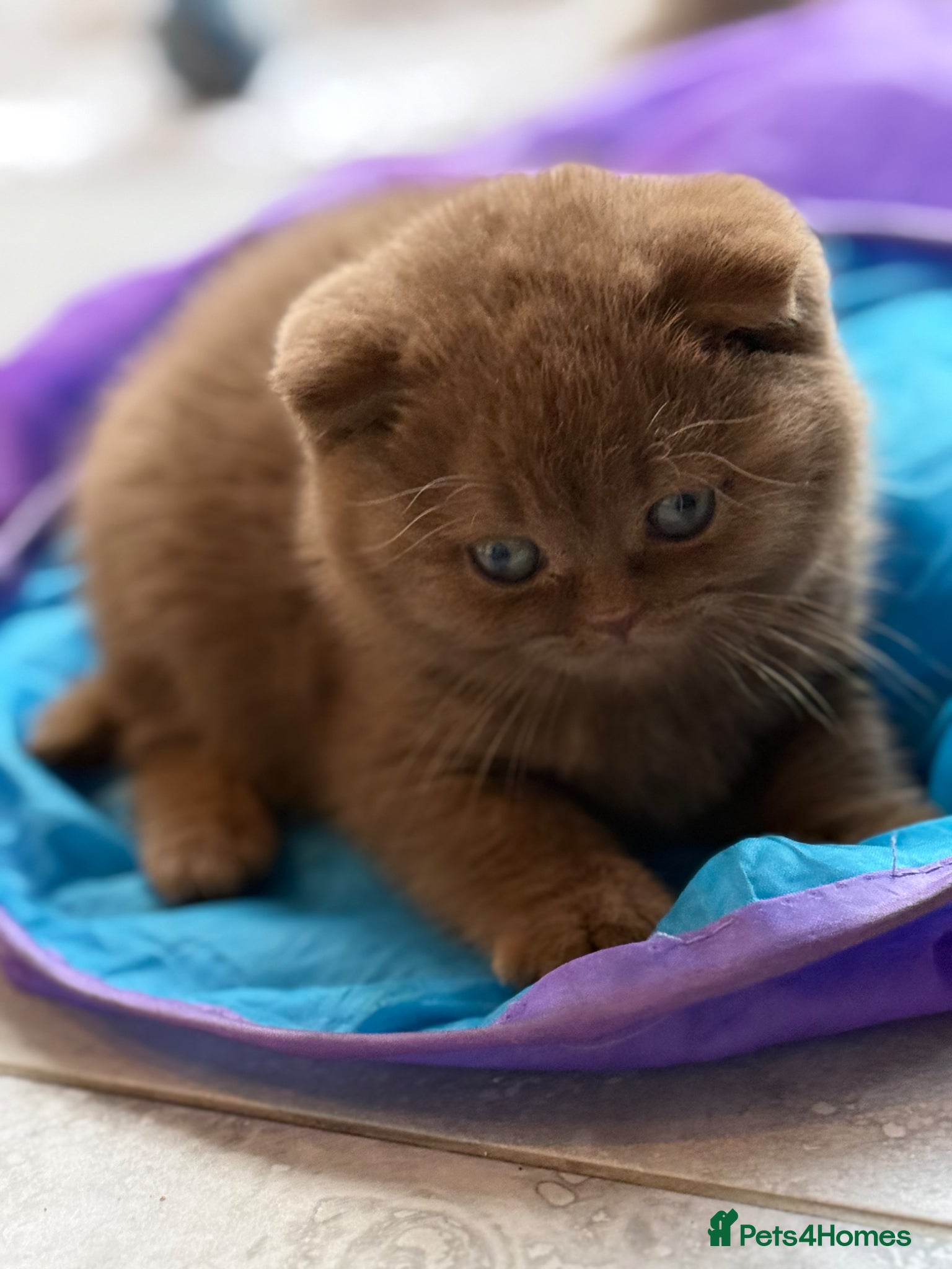British Shorthair cats Cinnamon female Gccf - Advert 6
