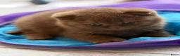 British Shorthair cats for sale: Cinnamon female Gccf - Advert 6