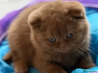 British Shorthair cats Cinnamon female Gccf - Advert 6