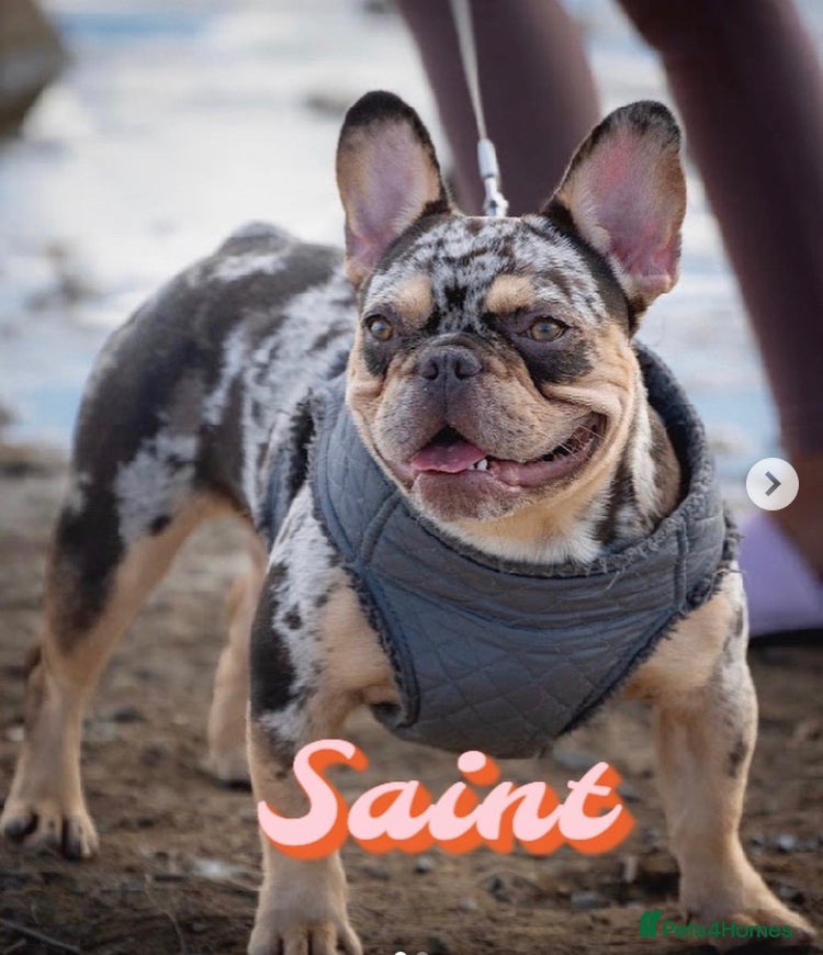 French Bulldog dogs Absolutely quality merle French bulldog - Advert 8