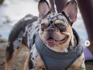 French Bulldog dogs Absolutely quality merle French bulldog - Advert 8