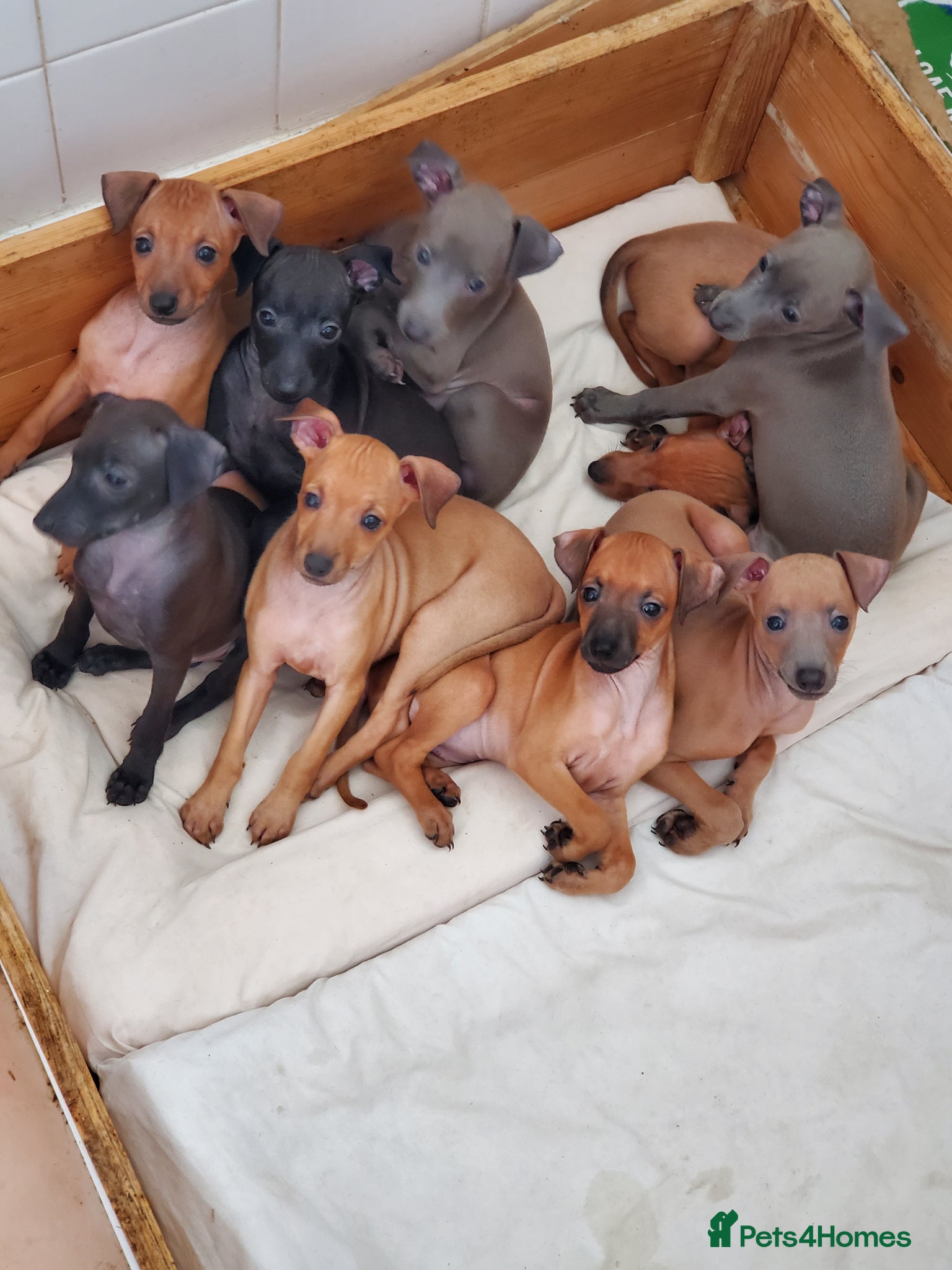 Italian Greyhound dogs Stunning kc Italian greyhounds  - Advert 1