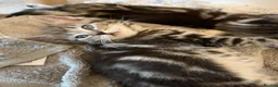 Ragdoll cats for sale: Ragdoll/snow bengal kittens in Northwich - Advert 5
