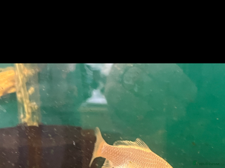 Live Bearers fish - Advert 6