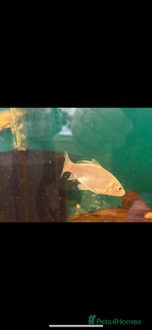 Live Bearers fish - Advert 2