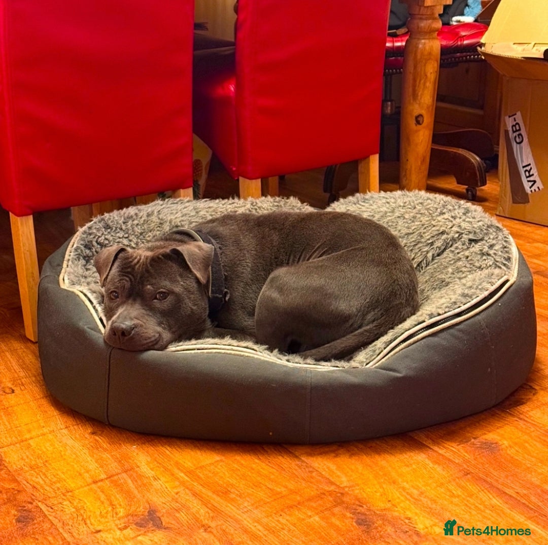 Staffordshire Bull Terrier dogs for sale: Adorable KC Reg/Health Tested SBT Puppies - Image 30