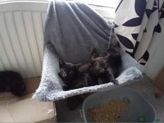 Mixed Breed cats for sale - Advert 1