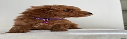 Toy Poodle dogs for sale: Beautiful Toy Poodle Puppies in Sevenoaks - Advert 11