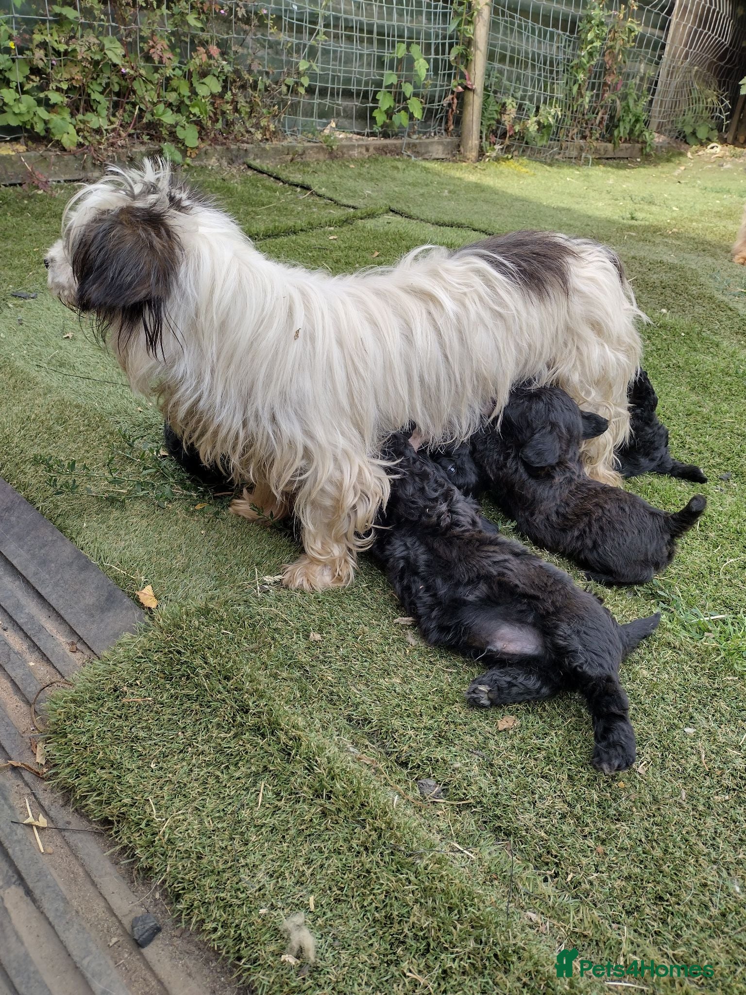 Mixed Breed dogs Poodle X shih zu/ jack Russell. - Advert 1