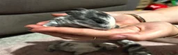 Lionhead rabbits for sale: Four Lionhead Babies - Advert 4
