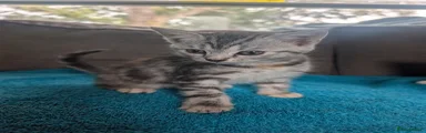 Girl Kitten 1 