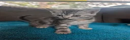 Mixed Breed cats for sale: Beautiful Mixed Tabby Kittens 1 boy 3 girls  - Advert 4