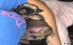 Frug dogs for sale: Two Beautiful F1 Frugs  - Image 9