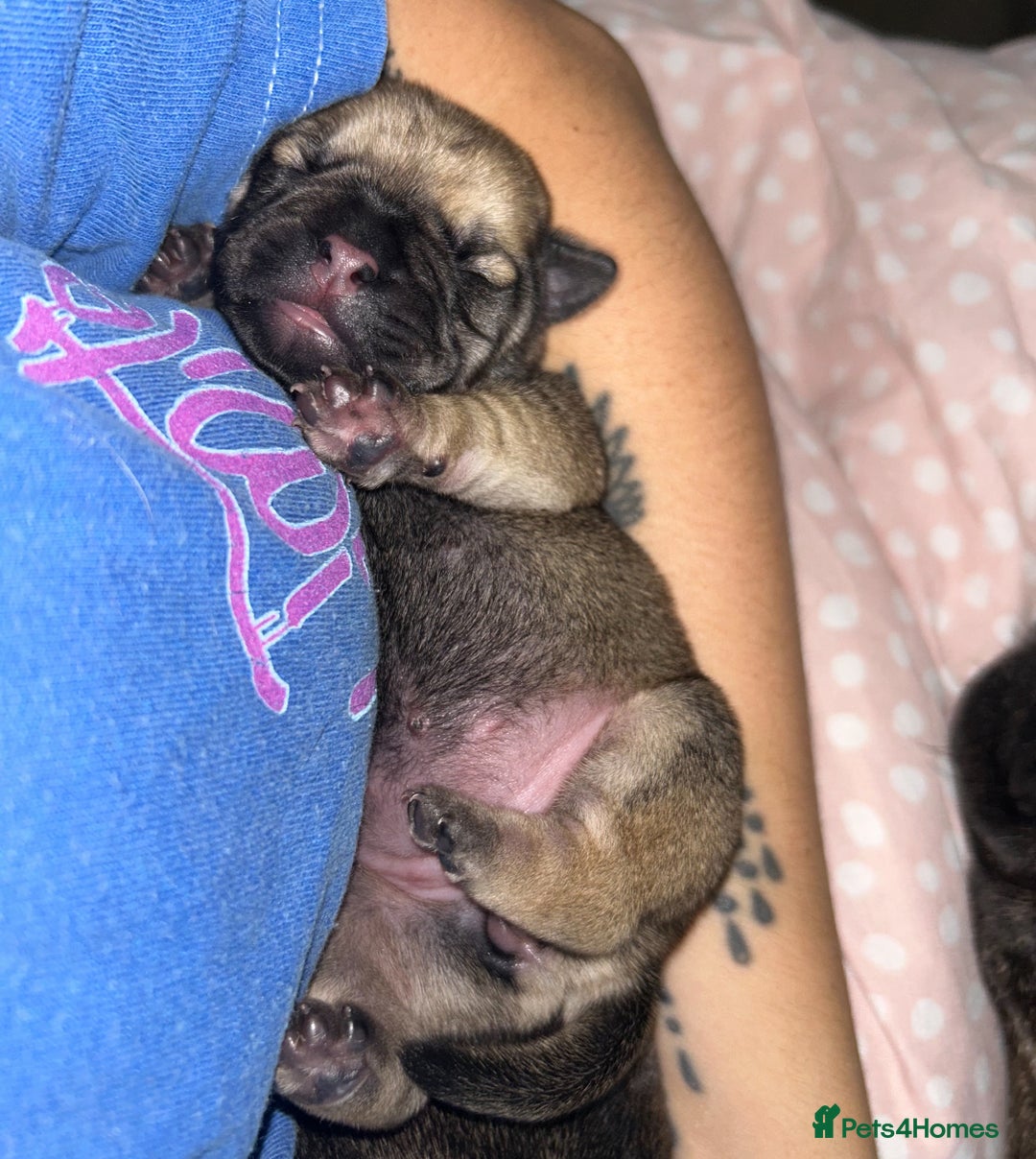 Frug dogs for sale: Two Beautiful F1 Frugs  - Image 9