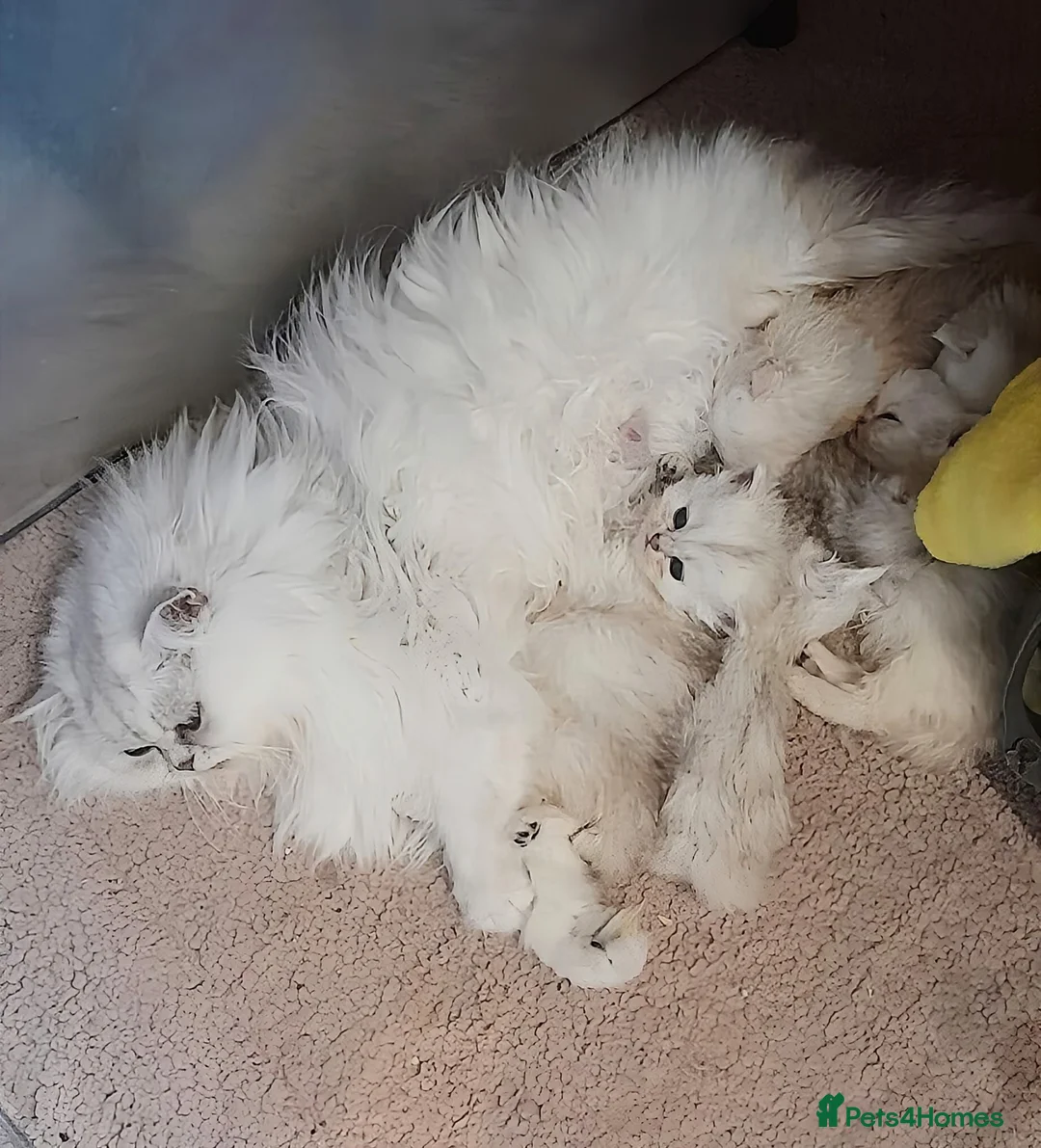Persian cats for sale: 🍒Loving White Tipped babies - Advert 20