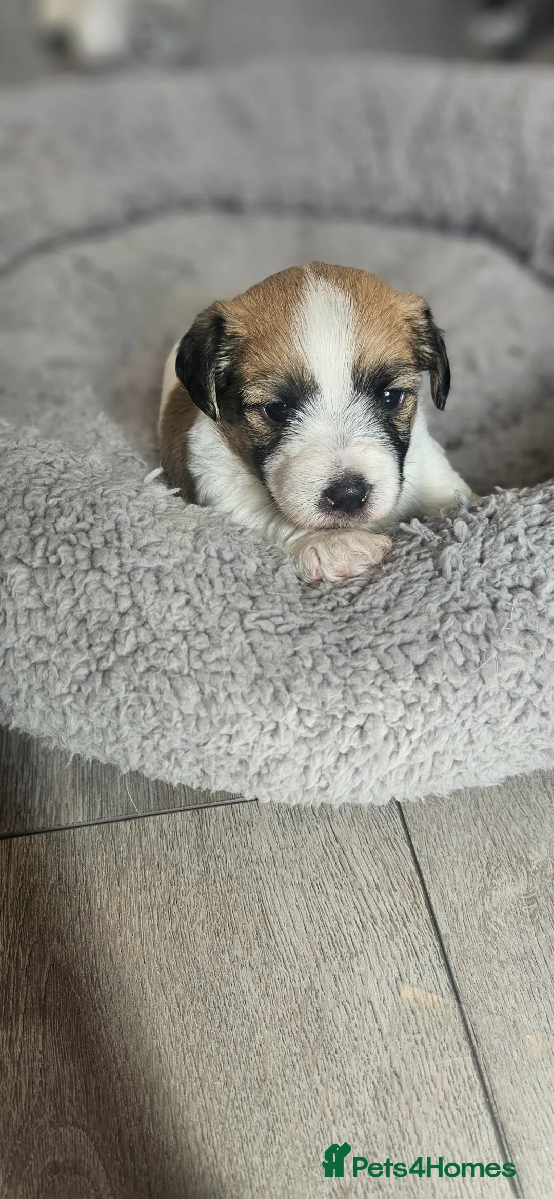 Jack Russell dogs for sale: JRT Last boy of the litter  in Havant - Advert 14