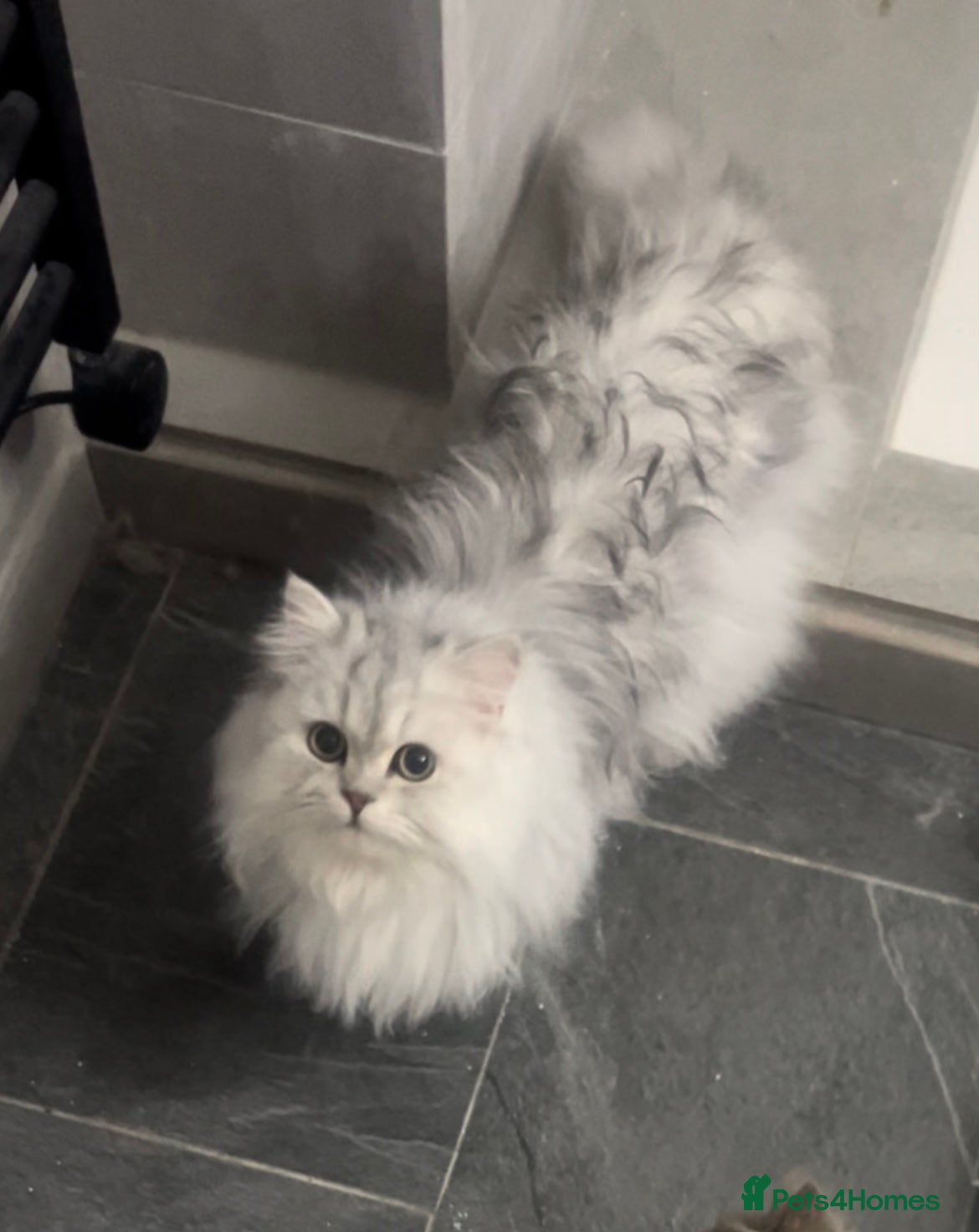 Persian cats 🌟PERSIAN White Chinchilla for STUD 🌟 - Advert 10