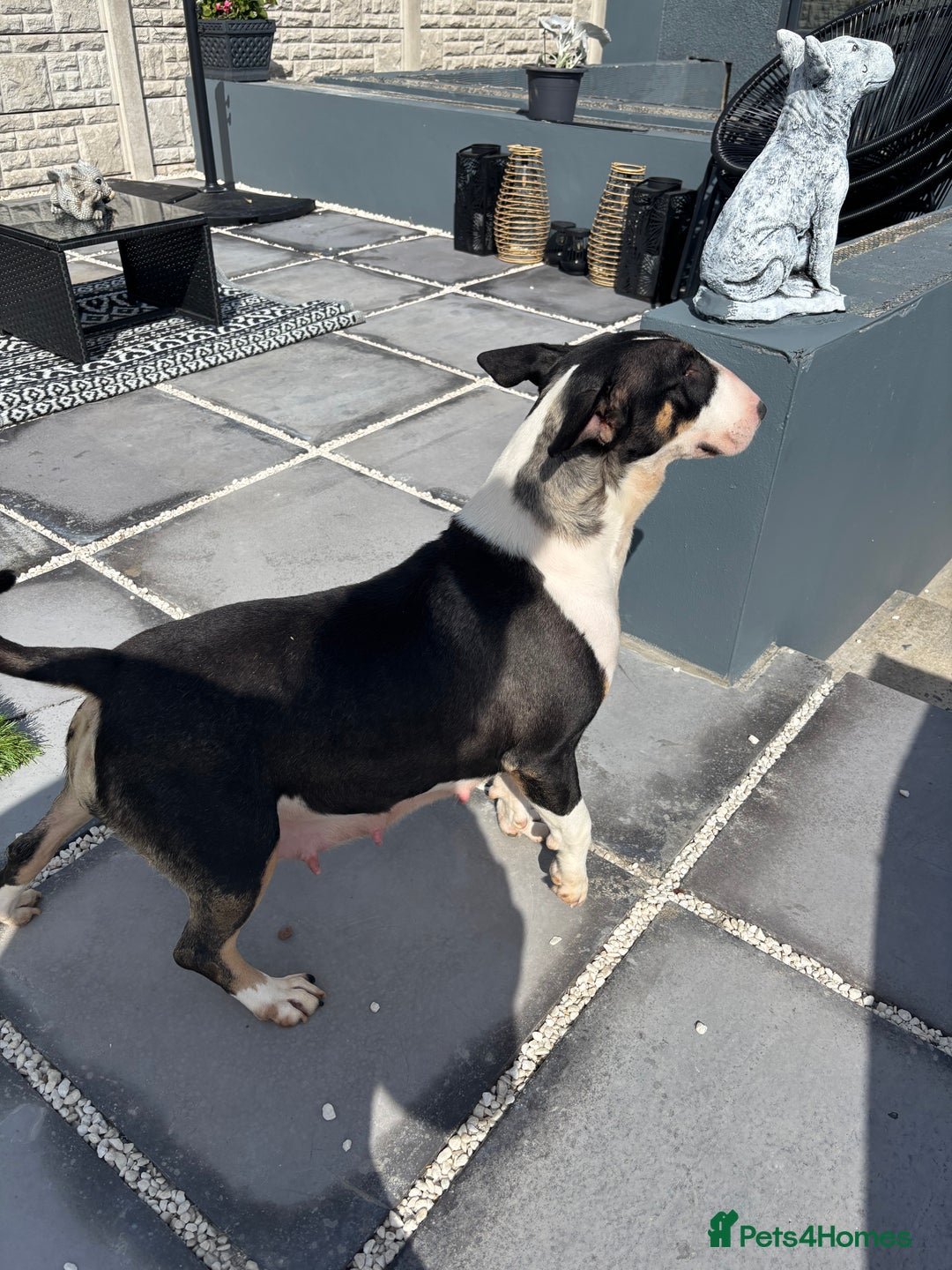 English Bull Terrier dogs for sale: Champion line bull terriers  - Image 4