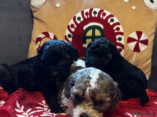 Cavapoochon dogs QUALITY TEDDY CAVAPOOCHONS - Advert 17