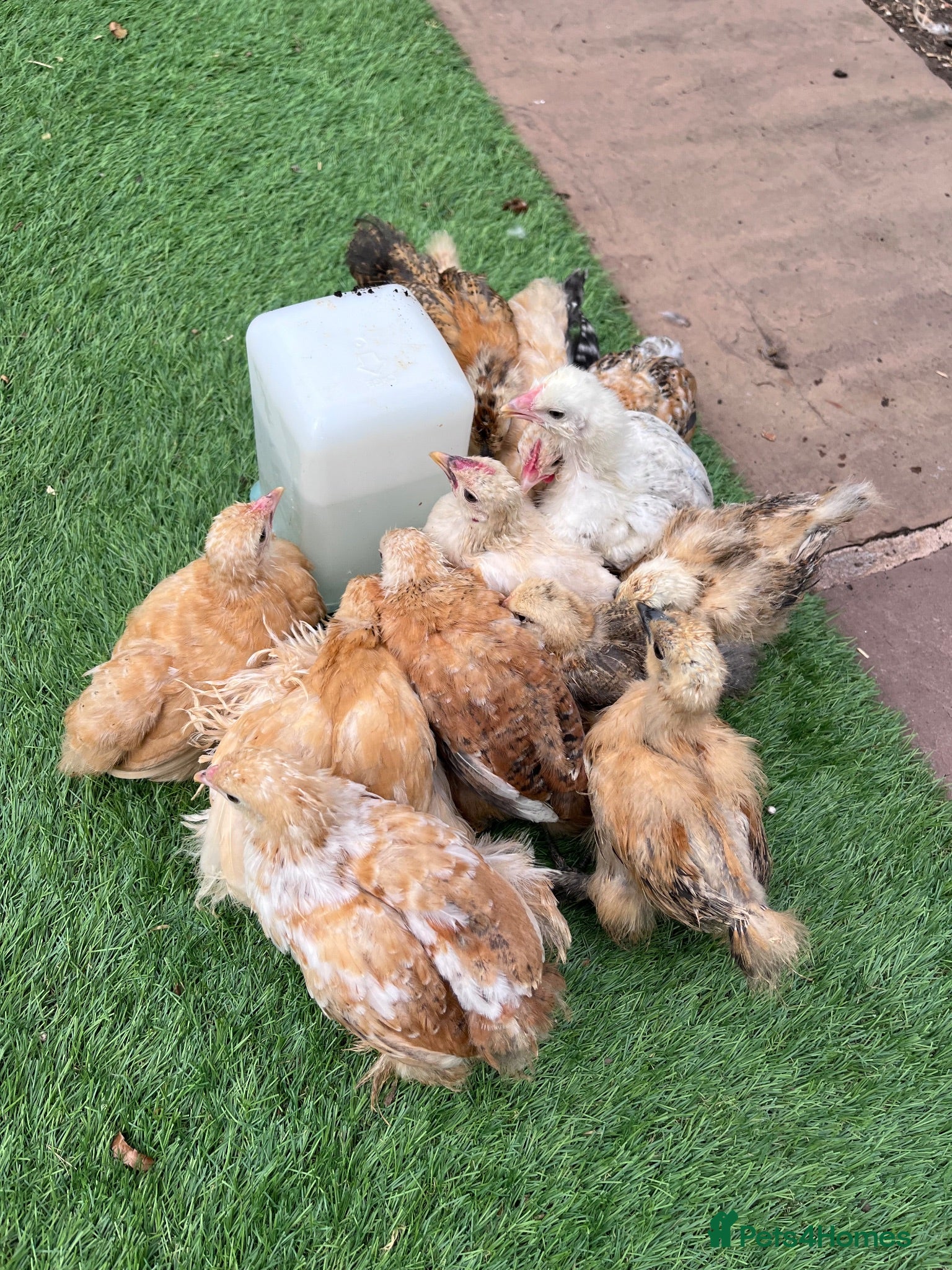 Chickens poultry Purebred bantam chicks - to point of lay birds - Advert 9