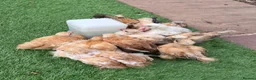 Chickens poultry for sale: Purebred bantam chicks - to point of lay birds - Advert 1