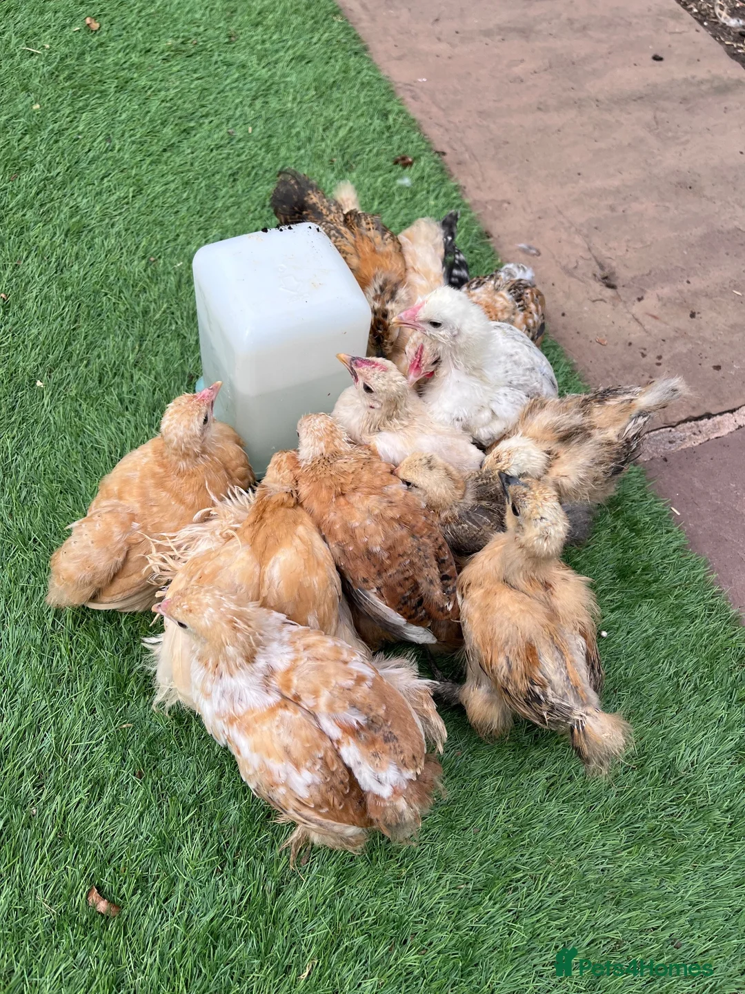 Chickens poultry for sale: Purebred bantam chicks - to point of lay birds - Advert 1