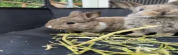 Mini Lop rabbits for sale: 🐰 Pure Bred Mini Lop Bunnies 🐰 - Advert 11
