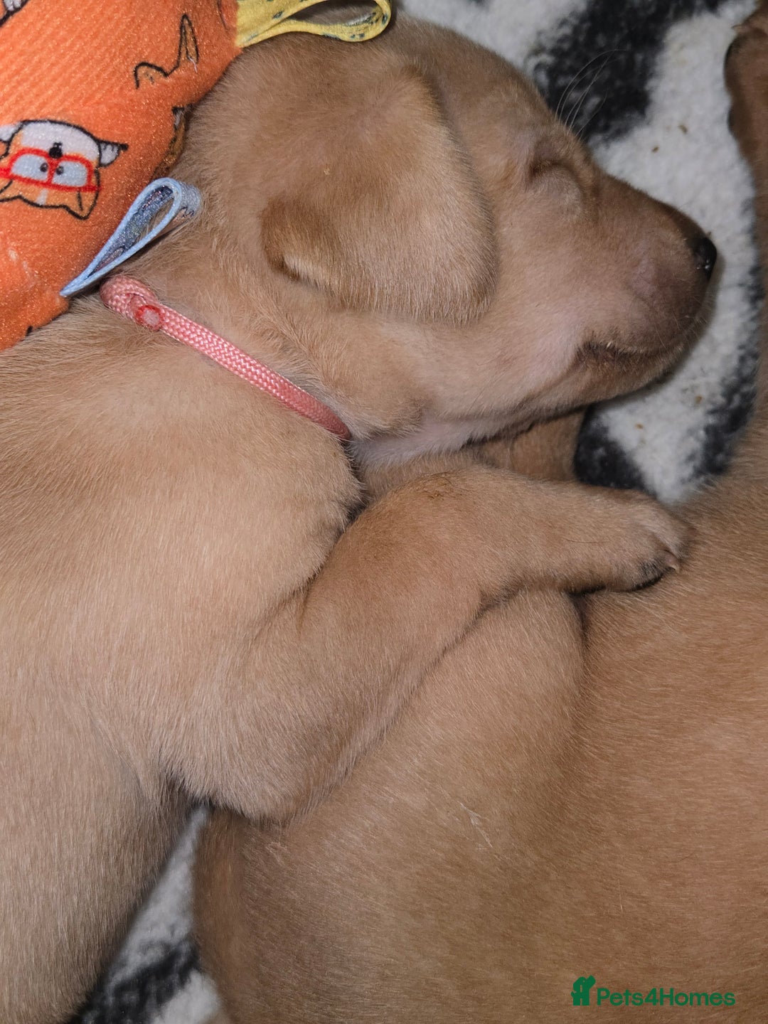 Labrador Retriever dogs for sale:  ✨ Exceptional Labrador Retriever Puppies  ✨ - Advert 6