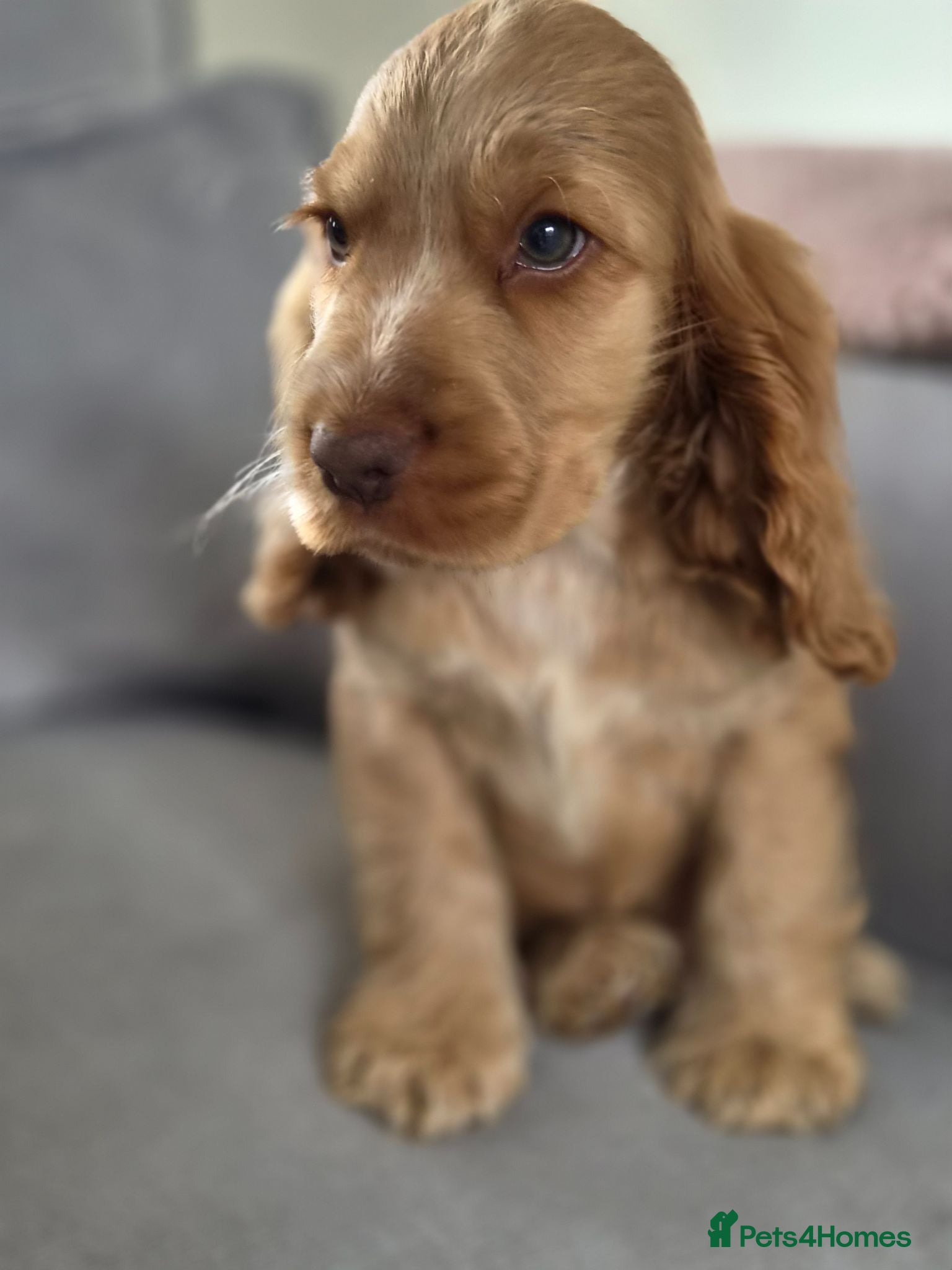 Cocker Spaniel dogs !!KC Registered Beautiful show Cocker Spaniels!!!  - Advert 9