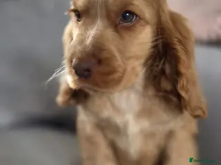 Cocker Spaniel dogs !!KC Registered Beautiful show Cocker Spaniels!!! - Advert 9