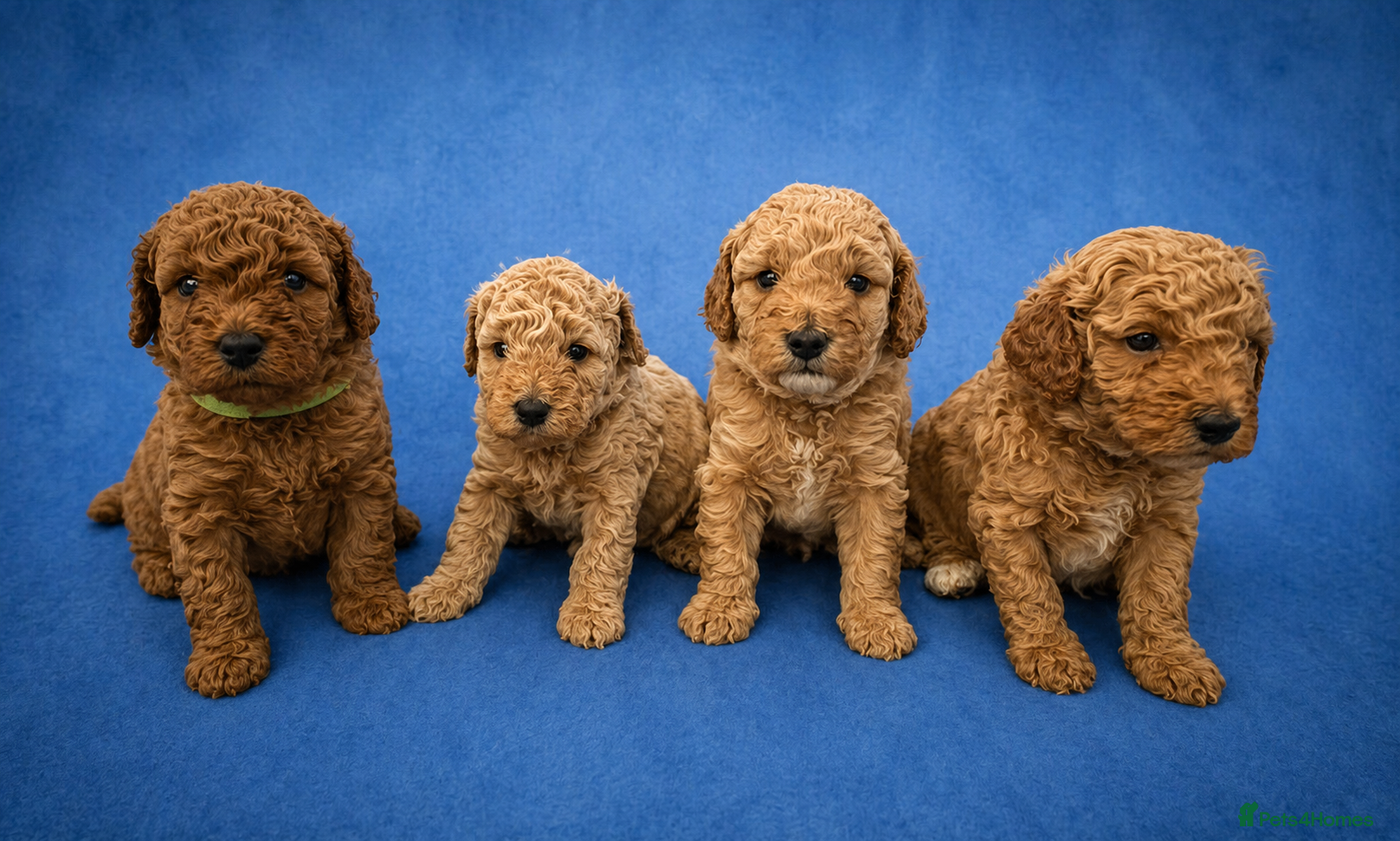 Cavapoo dogs FB1 CAVAPOO PUPPIES  - Advert 6