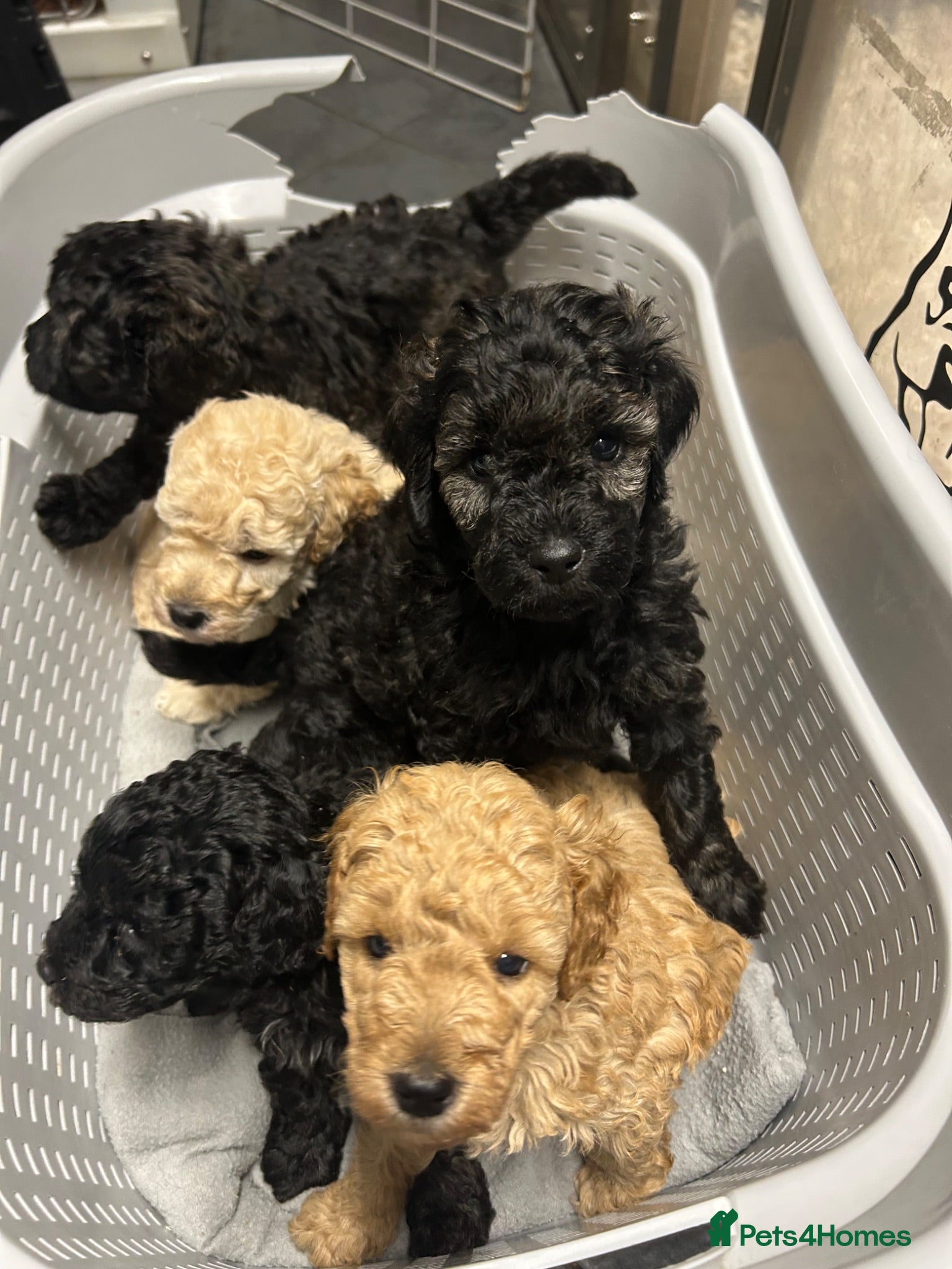 Miniature Poodle dogs KC registered miniature poodles  - Advert 2