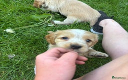 Mixed Breed dogs for sale: Clumber x Cocker Puppies  in Warminster - Image 11