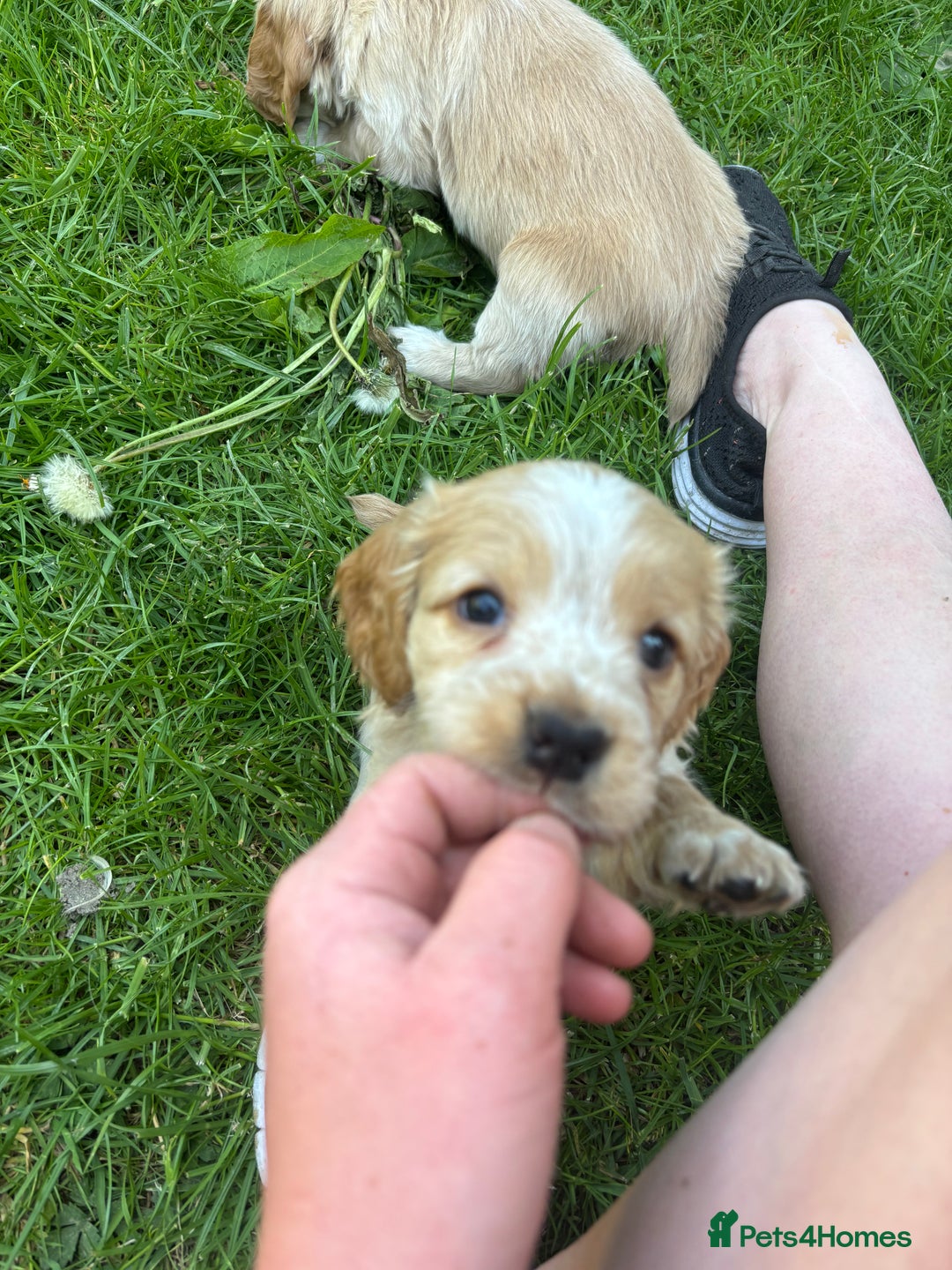 Mixed Breed dogs for sale: Clumber x Cocker Puppies  in Warminster - Image 11