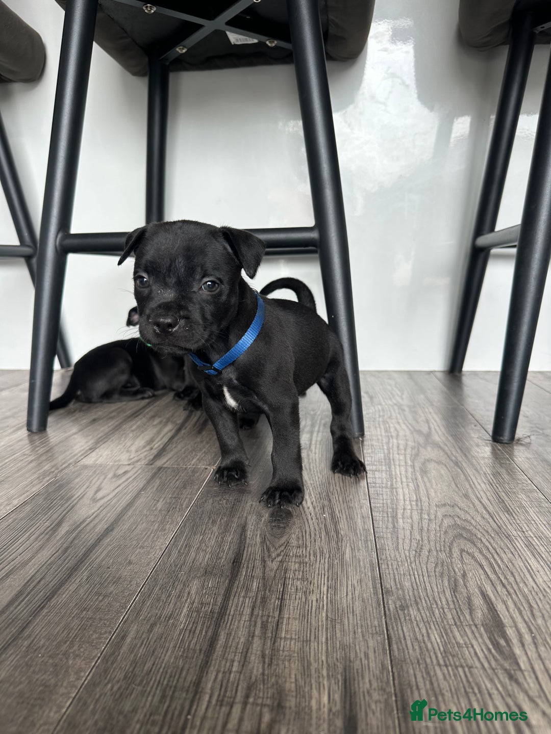Staffordshire Bull Terrier dogs for sale: 🔥 Stunning Staffordshire Bull Terriers 🔥 - Image 25