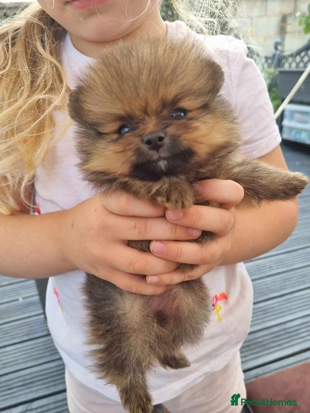 Pomeranian dogs for sale: Pomeranian  - Advert 2