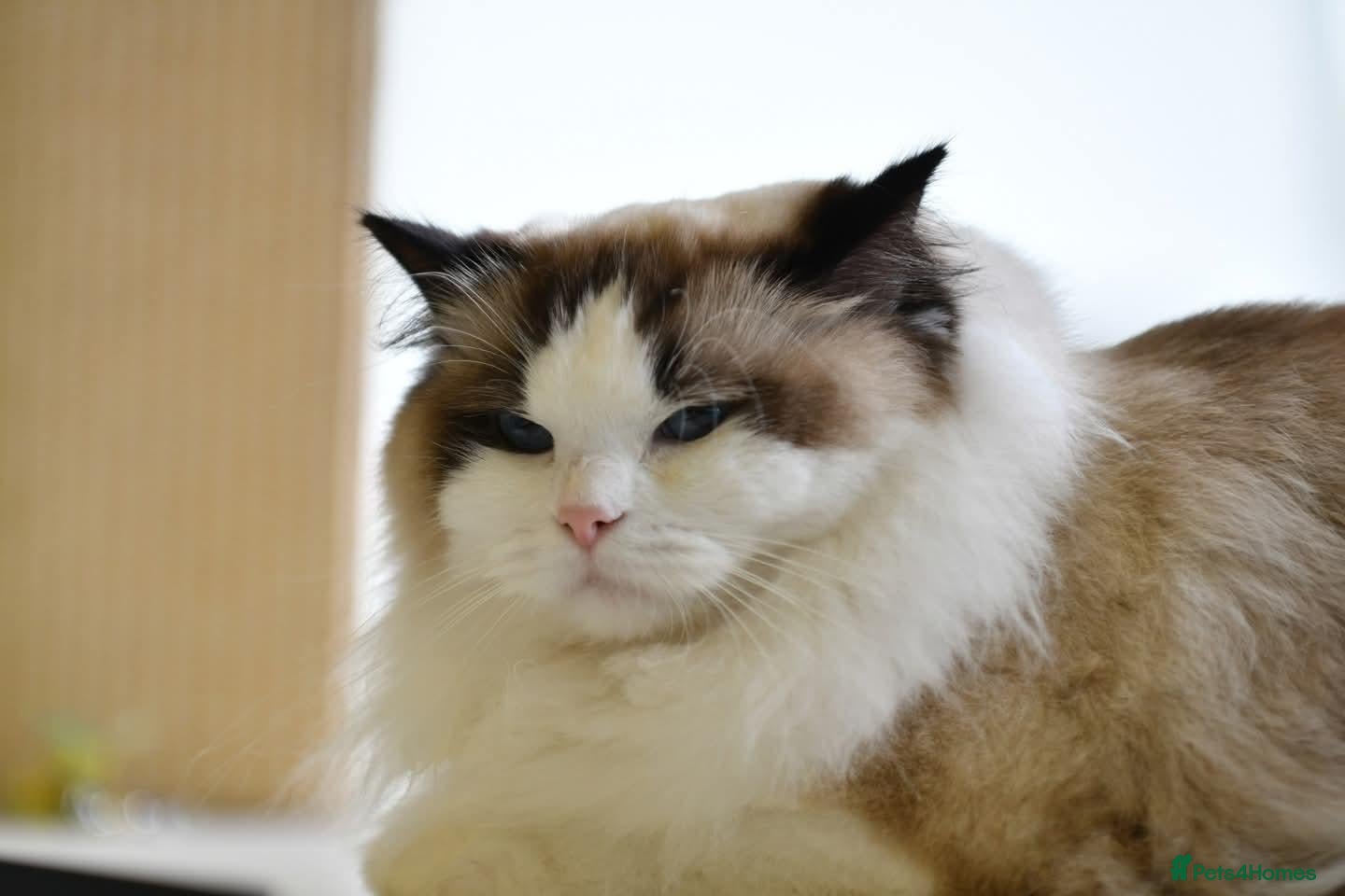 Ragdoll cats for sale: BEST RAGDOLL KITTENS CHAMPIONS PARENTS EU ACTIVE - Advert 2