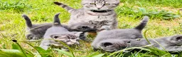Mixed Breed cats for sale: British Shorthair Dad & Tabby Mom Kittens for Sale - Advert 23