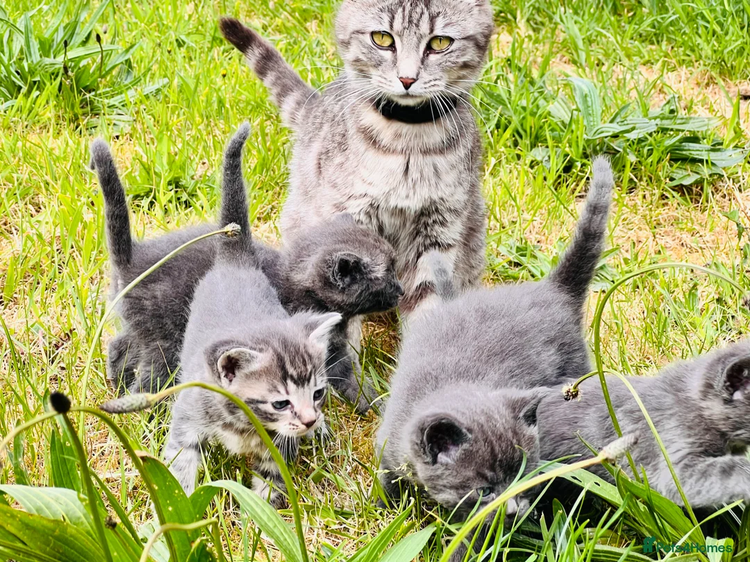 Mixed Breed cats for sale: British Shorthair Dad & Tabby Mom Kittens for Sale - Advert 23