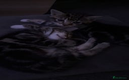 Mixed Breed cats for sale: Kittens - Image 10